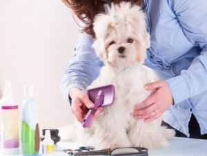 Vilka orsaker får en hunds päls att falla ur?