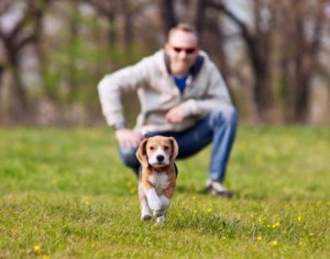 Hur man förhindrar att man tappar bort hunden