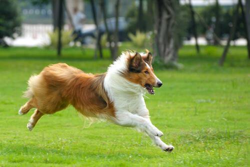 Springande collie