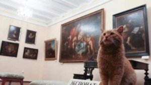 En katt har blivit väktare på ett museum