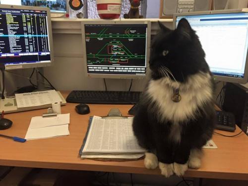 Katt på bord