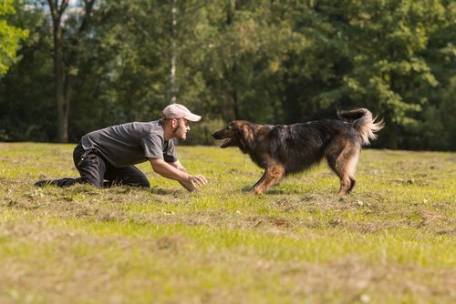 Tips på hur du kan leka med din hund.