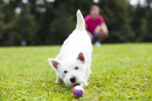 Leka med din hund: tips för lektiden med din hund