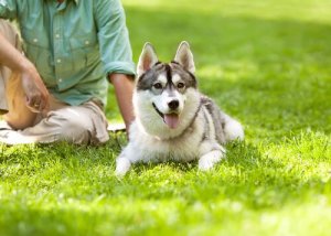 Att vara flockledaren: hur du vet om det är du