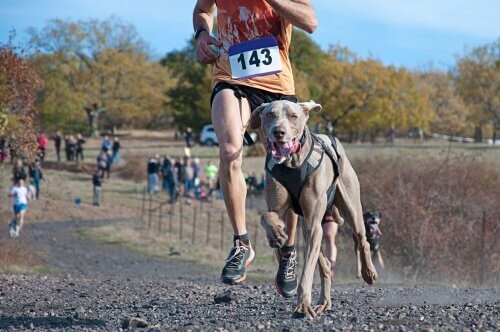 Hund under linlöpning.