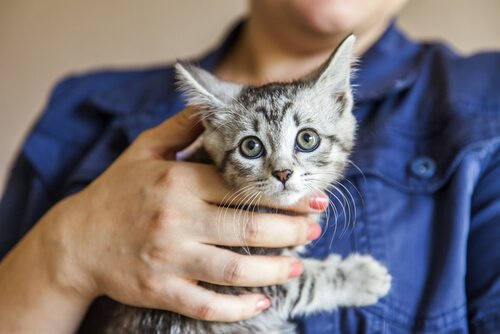 Katt som tittar mot kameran.