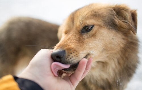 Hund slickar hand