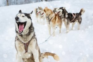 Fyra typer av namn för hanhundar att välja mellan