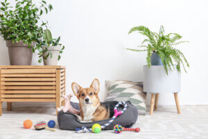 Tre roliga lekar som kan hålla din hund frisk
