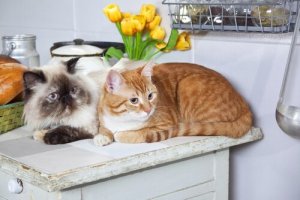 Har du allergi mot katter? Dessa tips kan hjälpa