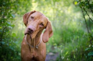 Det är viktigt att veta din hunds blodgrupp!