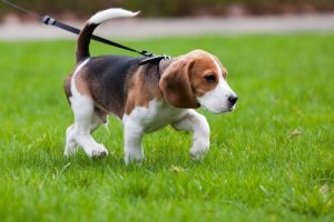 Hur man håller hunden lugn under promenader