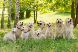 Tips för att uppfostra en golden retriever