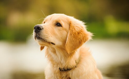 Golden retriever-valp