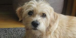 Hollandse smoushond: egenskaper och beteende