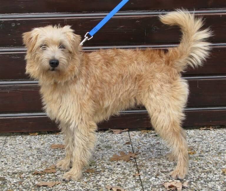 Hollandse smoushond i koppel