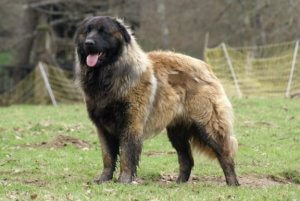 Cão da serra da estrela: en stor & hårt arbetande hund