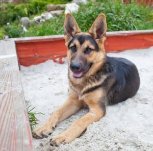 Träna din hund att använda en kattlåda
