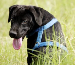 Fem myter och sanningar om hundselar