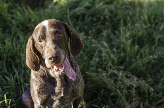 Spansk pointer