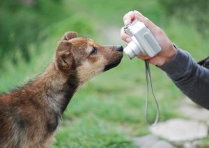 Enkla tips för att ta bra bilder av din hund