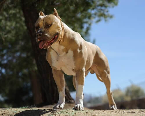 amerikansk pitbullterrier