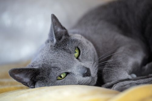 russian blue - en av korthåriga kattraser