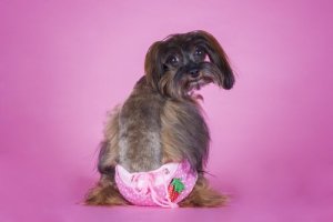 Hundblöjor: när, hur och varför använder man dem?