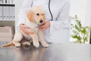 Att tänka på för att välja rätt veterinär åt ditt djur
