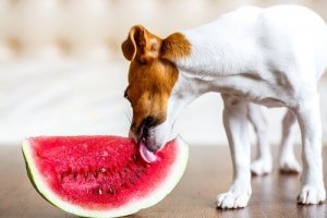 Den bästa sommarmaten för din hund att svalka sig med