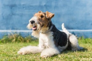 Allt du behöver veta innan du ska adoptera en foxterrier