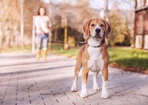 7 typer av hundkoppel och hur man använder dem
