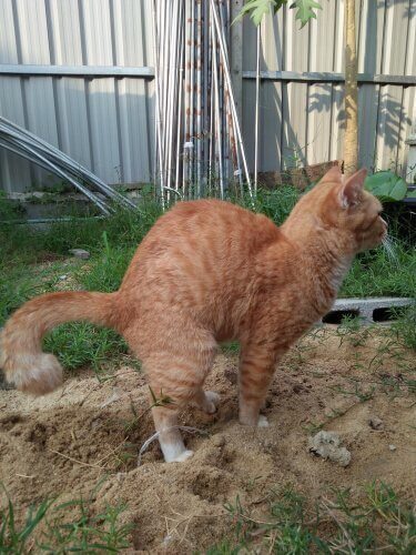 Katt som är utomhus.