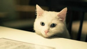 Bästa och sämsta husdjuren att bo i lägenhet med