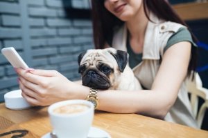 Generation Y och husdjur: en ovanlig relation
