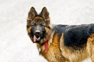 Vad man gör när en hund har konvulsioner