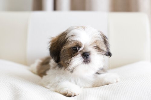 shih tzu en liten hund