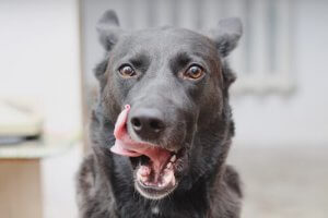 7 tydliga tecken på att din hund är stressad