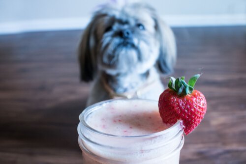 smoothies åt din hund
