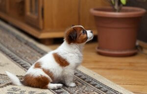 Att leva med husdjur i lägenhet: tips och tricks