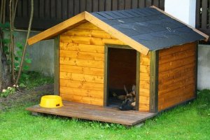 5 vackra tips för att dekorera din hunds hus