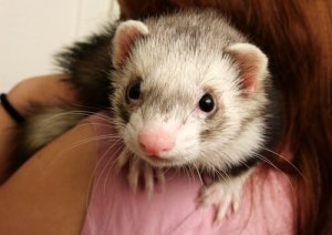 Beteenden hos illrar: vad du behöver veta