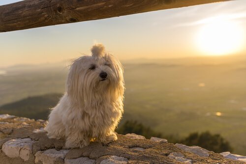 Bichon maltese