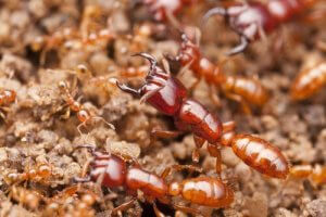 Fyra av de dödligaste insekterna i världen