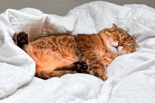 Katt i säng