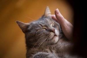 Tips och råd för att sova bredvid din katt