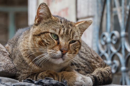 Senildement katt