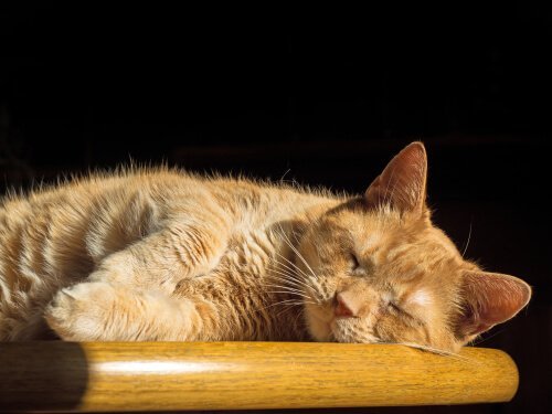 Slumrande katt