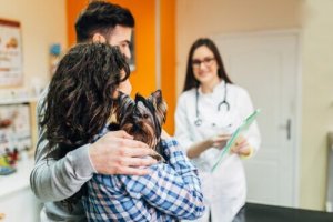 Försiktighetsåtgärder för din hund vid ett veterinärbesök