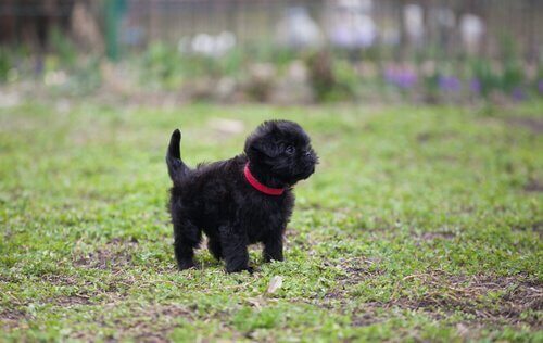 utrotningshotade hundraser - affenpinscher